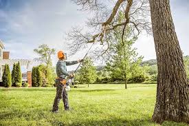 How Our Tree Care Process Works  in  Chelan, WA