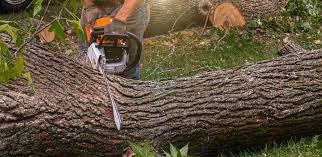 Reliable Chelan, WA Tree Services Solutions